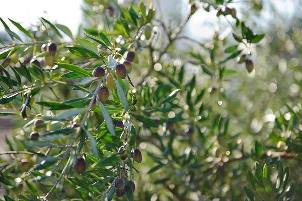 Comment fait-on la meilleure huile d’olive au monde?