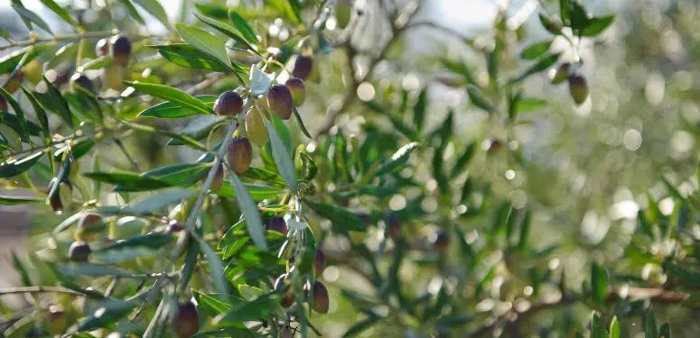 Avez-vous déjà goûté un plat cuisiné à base d’Huiles d’Olive d’Espagne?