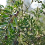 Activité de type ibuprofène dans l’huile d’olive extra vierge