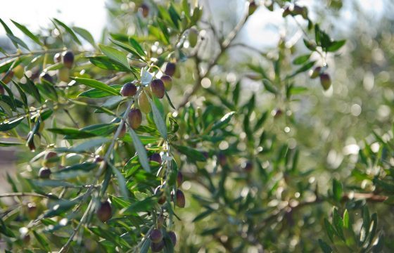 Activité de type ibuprofène dans l’huile d’olive extra vierge